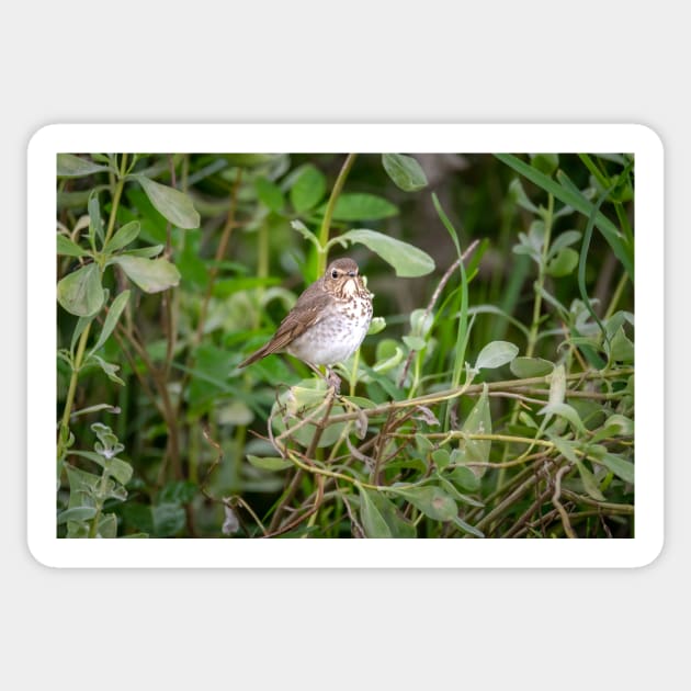 Swainson's Thrush Sticker by Debra Martz